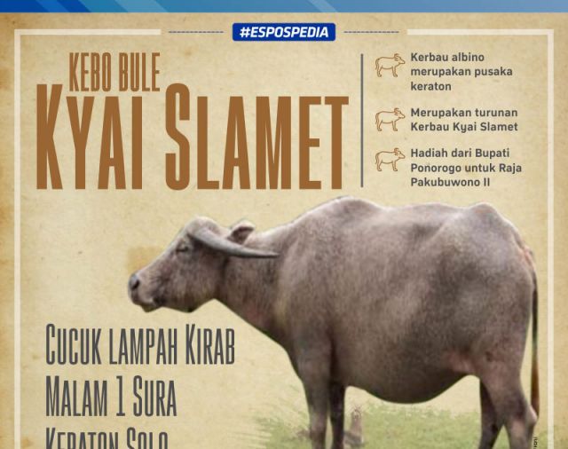 Mengenal Kebo Bule Kasunanan Surakarta