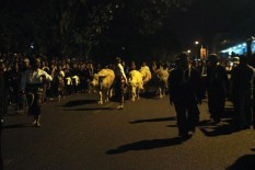 Malam 1 Suro: Ada Kirab Pusaka Kerbau Bule di Kraton Surakarta