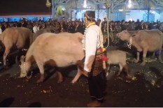 Sisa Makanan Kerbau Bule Keraton Solo Pun Jadi Incaran Warga di Kirab Malam 1 Sura