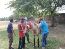 Kuda Penarik Andong Juga Butuh Perhatian