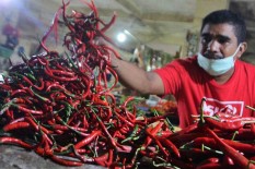 Cabai Siap Panen, Asosiasi Optimistis Harga Bakal Turun