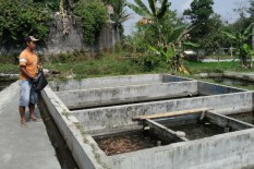 Duh, 5 Ton Ikan di Kolam Warga Mati