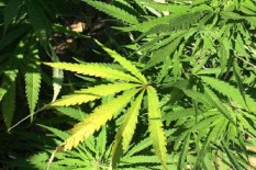 Petugas Hentikan Truk Bermuatan 6 Kg Ganja di Tol Semarang-Batang