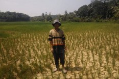 OPINI: Andai Petani Enggan Menanam Padi