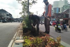 Babat Pohon Demi Ambisi Mempercantik Jalan, Pemkab Bantul Dikritik Walhi