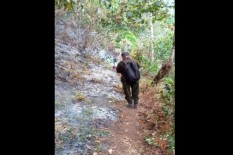 Gunung Lawu Kebakaran, Pencari Madu Tawon Diduga Jadi Dalangnya