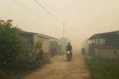 Belasan Orangutan Terserang Ispa Akibat Kabut Asap