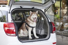 Ternyata, Memelihara Anjing Baik untuk Kesehatan Jantung