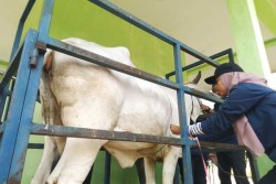 Kontes Ternak di Kulonprogo Diikuti Ratusan Sapi dan Kambing