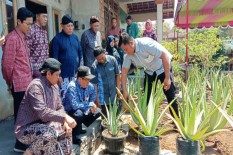 Warga Tak Lagi Takut Olahan Lidah Buaya Cepat Basi