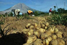 Percepatan Investasi Masih Terhambat Peraturan Daerah