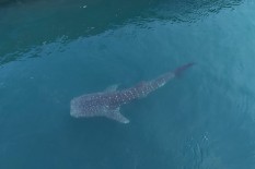 Terperangkap di PLTU Paiton, Hiu Paus Dikembalikan ke Laut Lepas
