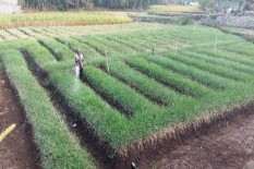 Sistem Tanam Jajar Legowo Super Mulai Diterapkan di Galur