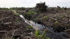 Tahun Ini 33.000 Hektare Lahan Gambut Terbakar