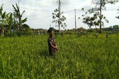 Tak Ada Sosialisasi ke Warga, Patok Proyek Jalur Kereta Jogja-Borobudur-Semarang Dicabuti Petani