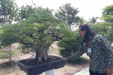 PPBI Cabang Gunungkidul Gelar Pameran Bonsai di Taman Kota