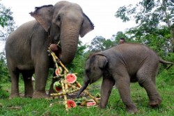 Gajah Liar Rusak Rumah Warga di Bener Meriah Aceh