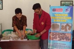 Dosen UMM Ciptakan Permen untuk Sapi, Ini Keunggulannya