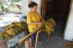 Hasil Panen Jauh dari Harapan, Petani Cabuti Tanaman Tembakau