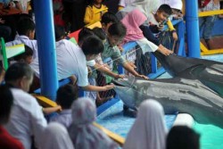Tahun Depan, Peragaan Keliling Lumba-lumba Tak Lagi Diberi Izin