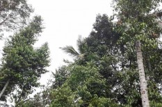 Jogja Panas Terik di Siang Hari, Suhu Udara Mencapai 33 Derajat Celcius
