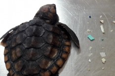 Hamish Daud Ajak Mewarnai Binatang Laut, Tujuannya Sungguh Mulia