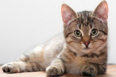 Mahasiswa Jogja Diduga Cekoki Kucing dengan Miras hingga Tewas, Bakal Dipolisikan