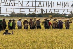 Nuklir Bisa Tingkatkan Kualitas Varietas Padi