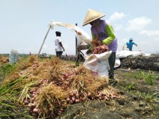 Tengkulak Bawang Merah Ambil Untung Terlalu Besar di Kulonprogo