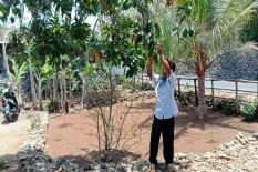 Masa Panen Raya, Harga Mangga di Tingkat Petani Anjlok