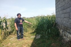 Napi Kabur di Kulonprogo Tertangkap, Warga Temukan dalam Kondisi Terluka dan Kelaparan di Kebun Jagung