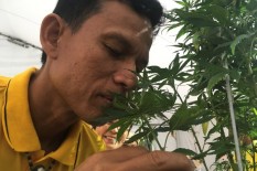 Ganja Medis Tidak Efektif Sembuhkan Gangguan Mental