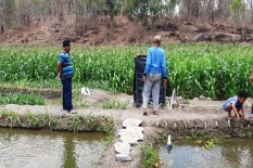 Berkat Sumur Bor, Lahan Kering Disulap Jadi Kolam Ikan