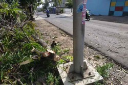 Pengendara Sepeda Motor di Solo Meninggal Tertimpa Pohon Mangga