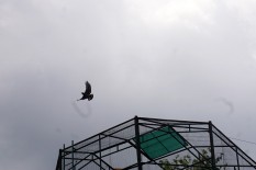 OPINI: Menggelorakan Cinta Flora dan Fauna