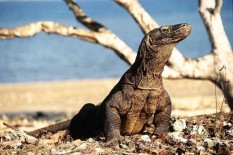 KLHK Targetkan Tahun Depan Wisatawan Bisa Lihat Komodo Berburu