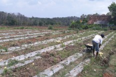 Cuaca Terlalu Terik, Petani Melon di Patuk Gagal Panen