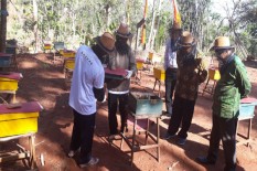 Desa Pengkol Bisa Jadi Sentra Budi Daya Madu di Gunungkidul