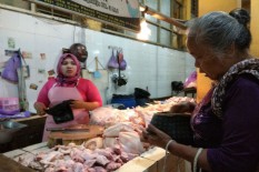 Peternak Ayam Minta Ini ke Pemerintah