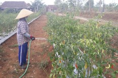 Petani di Patuk Sukses Panen Cabai Rawit