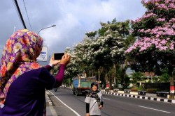 Bunga Tabebuya Bermekaran di Magelang, Seperti di Jepang!