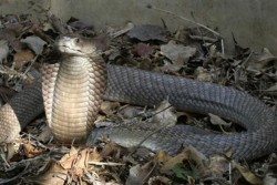 Teror Belasan Ular Kobra Bikin Warga Gunungkidul Resah