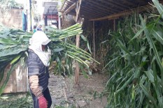 Peternak Andalkan Pakan dari Luar Daerah