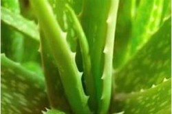 Mana yang Lebih Bagus, Daun Lidah Buaya Asli Vs Produk Gel?