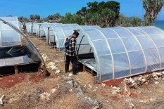 Hasil Produksi Tak Laku di Pasaran, Petani Garam di Kanigoro Merugi