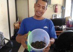 Ular Sanca Berkeliaran di Balai Kota Solo