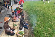 Siapa Bilang di Perkotaan Tak Ada Upacara Wiwitan? Ini Dia Buktinya