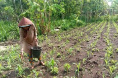 Hama Ulat Grayak Mulai Mengancam Tanaman Jagung