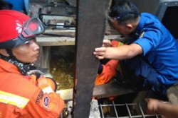 Belasan Ular Kobra Ditemukan di Rumah Warga Kembangan Jakarta Barat