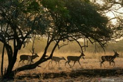  BKSDA: Harimau Dekati Pemukiman Warga karena Sumber Makanan di Teritori Menipis